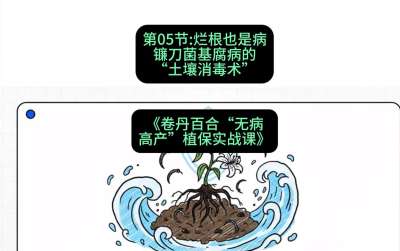 第05节：烂根也是病&mdash;&mdash;镰刀菌基腐病的&ldquo;土壤消毒术&rdquo; ，课程：《卷丹百合&ldquo;无病高产&rdquo;植保实战课》#识农AI