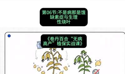 第06节：不是病那是饿&mdash;&mdash;缺素症与生理性烧叶 ，课程：《卷丹百合&ldquo;无病高产&rdquo;植保实战课》#识农AI