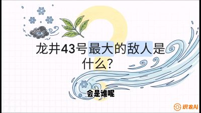第04节：龙井双璧&mdash;&mdash;龙井43与群体种的差异化护养（重点），课程：《茗茶卫士&mdash;&mdash;茶叶病虫害绿色防控实战课》#识农AI