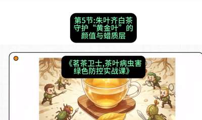 第05节：朱叶齐白茶&mdash;&mdash;守护&ldquo;黄金叶&rdquo;的颜值与蜡质层（重点），课程：《茗茶卫士&mdash;&mdash;茶叶病虫害绿色防控实战课》#识农AI
