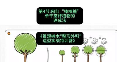 第04节：网红&ldquo;棒棒糖&rdquo;&mdash;&mdash;单干高杆植物的速成法，课程：《景观树木&ldquo;整形外科&rdquo;造型实战特训营》#识农AI