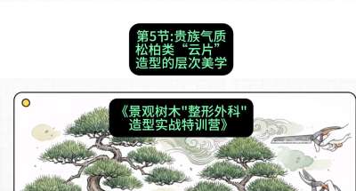 第05节：贵族气质&mdash;&mdash;松柏类&ldquo;云片&rdquo;造型的层次美学，课程：《景观树木&ldquo;整形外科&rdquo;造型实战特训营》#识农AI