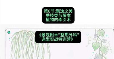 第06节：飘逸之美&mdash;&mdash;垂枝类与藤本植物的牵引术，课程：《景观树木&ldquo;整形外科&rdquo;造型实战特训营》#识农AI