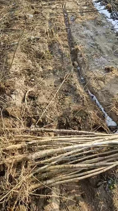 出售臭椿苗，巨峰葡萄苗。药用连翘苗，科研五号优质种苗，2/5年苗，药用连翘树，挂果树，全国包邮到家！财富密码18534302961