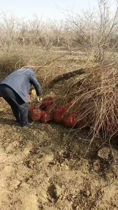 出售药用连翘苗，科研五号优质种苗，2/5年苗，药用连翘树，挂果树，全国包邮到家！财富密码18534302961出售药用连翘苗，科研五号优质种苗，2/5年苗，药用连翘树，挂果树，全国包邮到家！财富密码1
