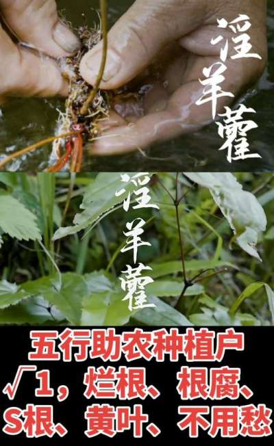 177，1907，0725，V 同号
1  老乡们！种淫羊藿不用乱买肥，咱这款专用肥，针对淫羊藿习性配的，壮苗防烂根，采收多卖钱，用过都回头！
2  咱种淫羊藿图的就是省心高产！专用肥薄肥勤施，苗不烧