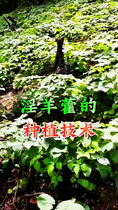 揭秘&ldquo;仙草&rdquo;淫羊藿的种植密码！耐严寒耐贫瘠，林下套种不占耕地，管理简单还能套种其他作物，一亩地的投入两亩地的收益～ 想返乡创业的赶紧码住！ #淫羊藿种植技术 #返乡创业项目 #药材种植指南 #农业新风