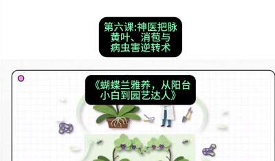 第六节：神医把脉：黄叶、消苞与病虫害逆转术，课程：《蝴蝶兰雅养六讲：从阳台小白到园艺达人》#识农AI