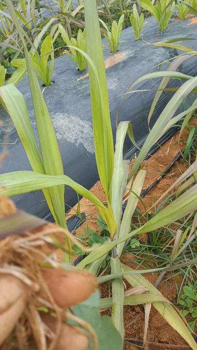 黑甘蔗种植下去，三个月。第一次追肥，