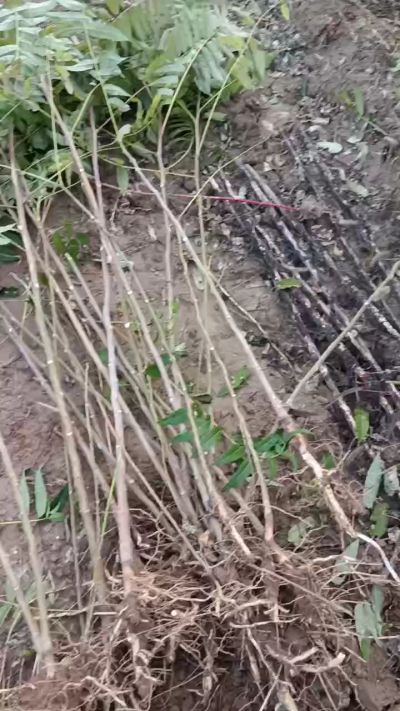 出售臭椿苗，巨峰葡萄苗。药用连翘苗，科研五号优质种苗，2/5年苗，药用连翘树，挂果树，全国包邮到家！财富密码18534302961