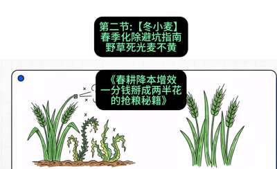 第二节：【冬小麦】春季化除避坑指南，野草死光麦不黄