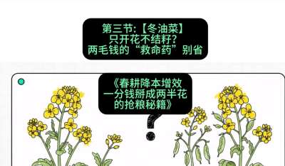 第三节：【冬油菜】只开花不结籽？两毛钱的&ldquo;救命药&rdquo;别省