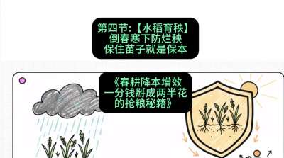 第四节：【水稻育秧】倒春寒下防烂秧，保住苗子就是保本