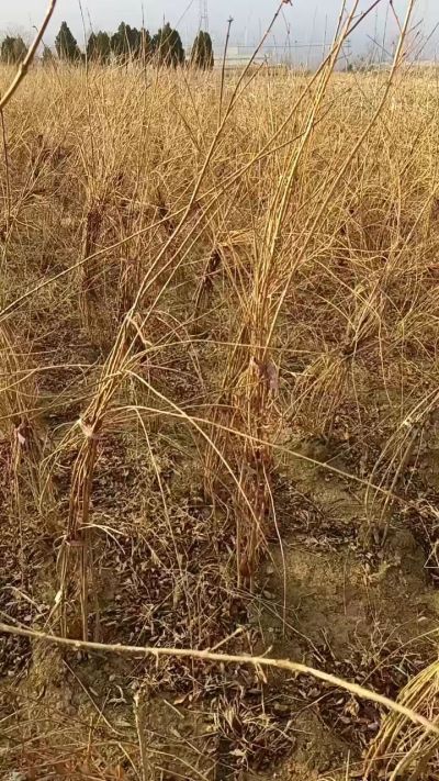 出售药用连翘苗，科研五号优质种苗，2/5年苗，药用连翘树，挂果树，全国包邮到家！财富密码18534302961出售药用连翘苗，科研五号优质种苗，2/5年苗，药用连翘树，挂果树，全国包邮到家！财富密码1