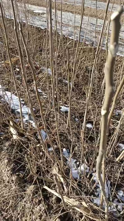 出售臭椿苗，巨峰葡萄苗。药用连翘苗，科研五号优质种苗，2/5年苗，药用连翘树，挂果树，全国包邮到家！财富密码18534302961