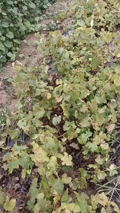 出售巨峰葡萄苗。药用连翘苗，科研五号优质种苗，2/5年苗，药用连翘树，挂果树，全国包邮到家！财富密码18534302961