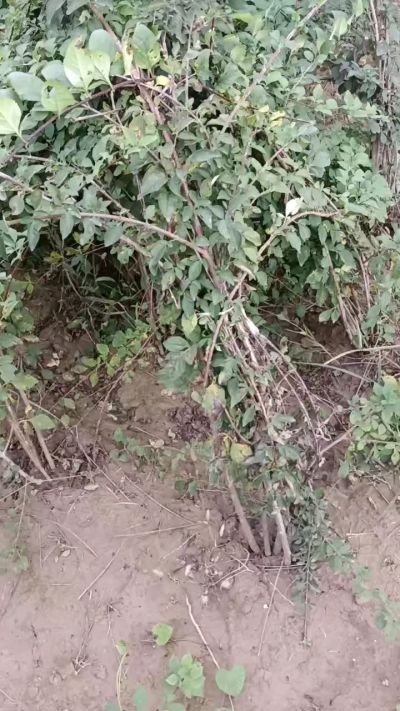 出售药用连翘苗，科研五号优质种苗，2/5年苗，药用连翘树，挂果树，全国包邮到家！财富密码18534302961