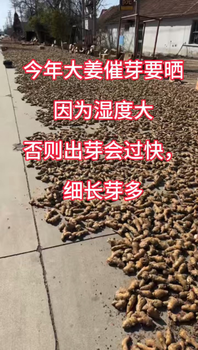 今年大姜催芽要晒种！