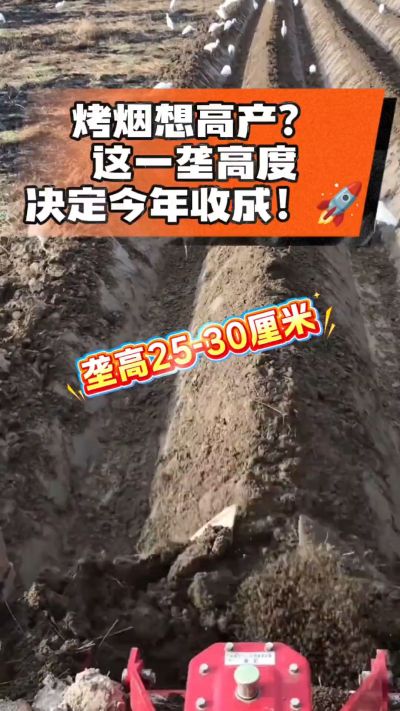 想让烤烟高产，就得从细节抓起。分享一点实打实的干货，只为帮大家少走弯路，种出好烟叶！🌱👍