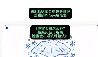 第8节：脆蜜金柑越冬管理：盖膜防冻与采后恢复，课程：《脆蜜金柑怎么种？拒绝死苗与裂果，脆蜜金柑8步避坑种植法》#识农AI