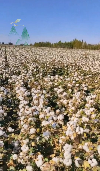 澳棉王霸棉，一定要种哦