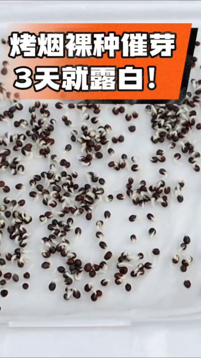 烤烟裸种催芽小技巧，清水浸泡、保温保湿，3天就能露白，出苗快又齐！烟农朋友收藏备用～