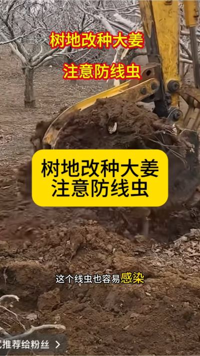 树地改种大姜，注意防线虫！