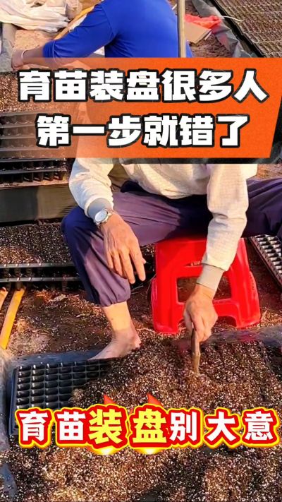 烤烟育苗基质装盘，一步做对，出苗整齐又壮苗！装盘技巧记牢，少走弯路，育苗更省心