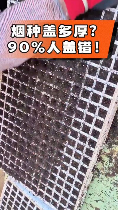 烟种盖多厚？90%烟农都盖错！薄盖才出苗齐、不闷种，烤烟育苗关键一步，照着做就对了