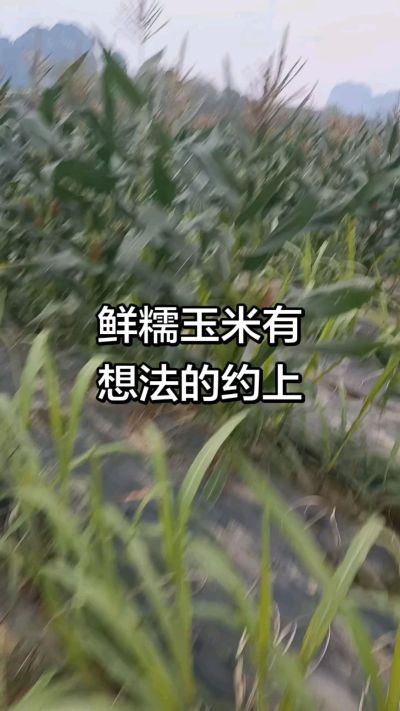农户种植的白糯玉米大量上市，助农帮农在行动