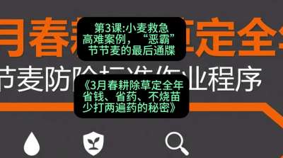 第3节：小麦救急高难案例，&ldquo;恶霸&rdquo;节节麦的最后通牒，课程：《3月春耕除草定全年：省钱、省药、不烧苗、少打两遍药的秘密》