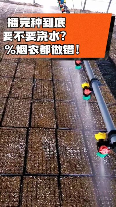 烤烟播完种一定要浇透底水，喷雾慢浇、别大水冲，盘底漏水才算到位，出苗又齐又壮！#烤烟育苗 #烤烟种植 #烟农干货 #育苗技术
