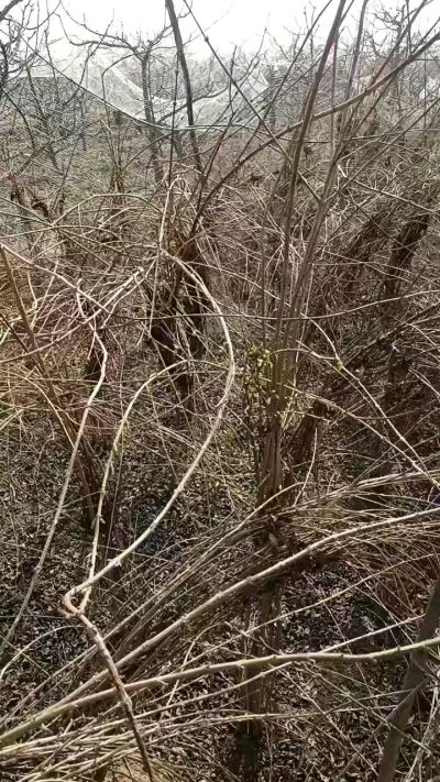 出售药用连翘苗，科研五号优质种苗，2/5年苗，药用连翘树，挂果树，全国包邮到家！财富密码18534302961