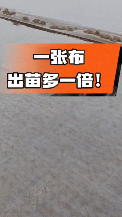 烤烟育苗盖无纺布，保温保湿出苗齐，不烂种、出苗快，烟农必备小技巧！