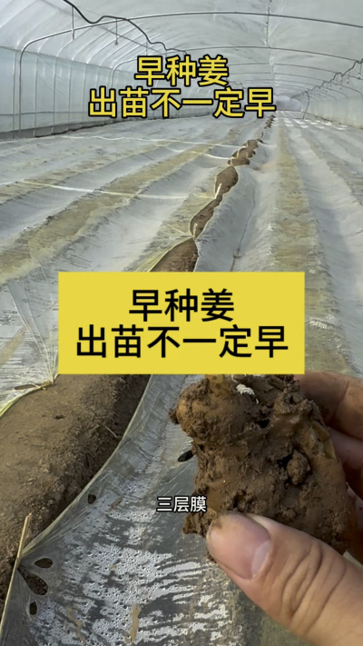 早种姜，出苗不一定早！