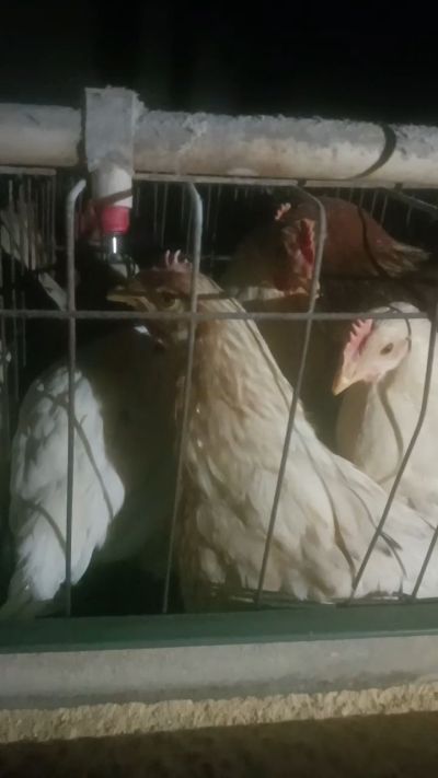 这鸡群在怪叫，怪叫的原因是痰化黏着，形成的比呼噜更重的一种呼吸道。其病因为肺中有热，热灼而痰黏，从而引起的怪叫。