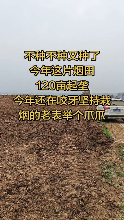 不种不种又种啦，还在咬牙坚持栽烟的老表集合啦！