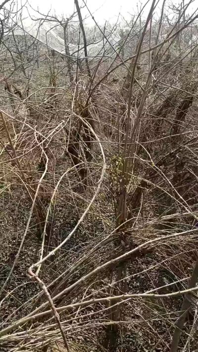 药用连翘苗，科研种苗定制树。挂果树。需要联系18534302961