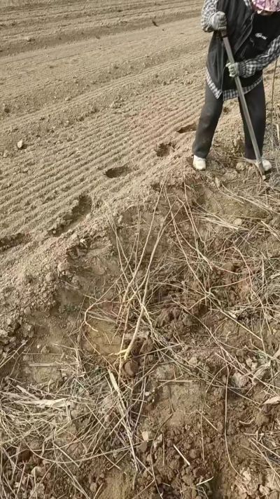 臭椿苗，一年籽播苗，地径0.5/1公分以上。需要联系18534302961