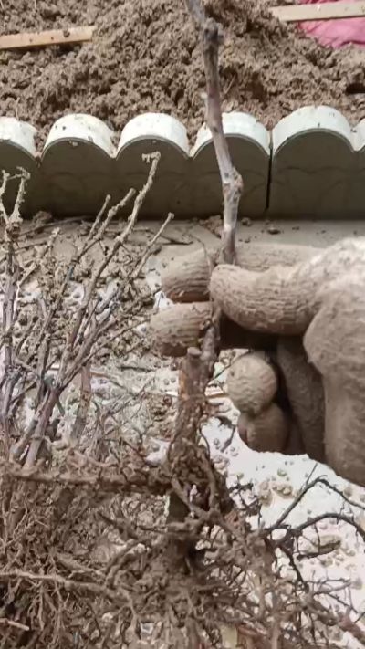 巨峰葡萄苗，一年扦插苗，需要联系我18534302961