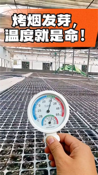 老烟农都懂：发芽温度不对，后期再管都白费！