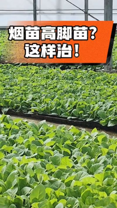 烤烟齐苗期管理关键：精准控温，防高脚苗，培育壮苗好上手！