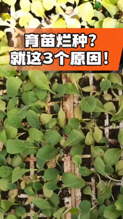 烤烟育苗烂种？3个原因讲清楚！消毒、控水、控温，做到就苗齐苗壮🔥
#烤烟育苗 #烤烟种植 #烂种防治 #烟农