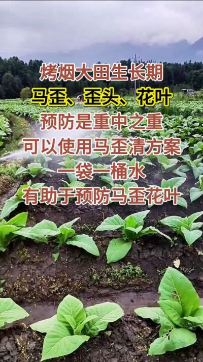 烤烟大田生长期，马歪歪头花叶预防是重中之重，可以使用马歪清方案，一袋一桶水，有助于预防马歪花叶。
烤烟管理早做一步，后期少操心！#烤烟种植#烤烟管理#烤烟大田管理#烤烟病害防治